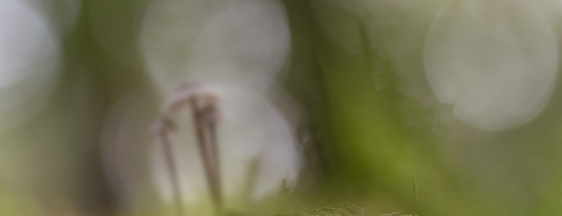 foto-wetenvergeten