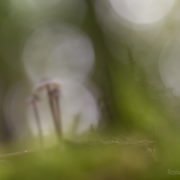 foto-wetenvergeten